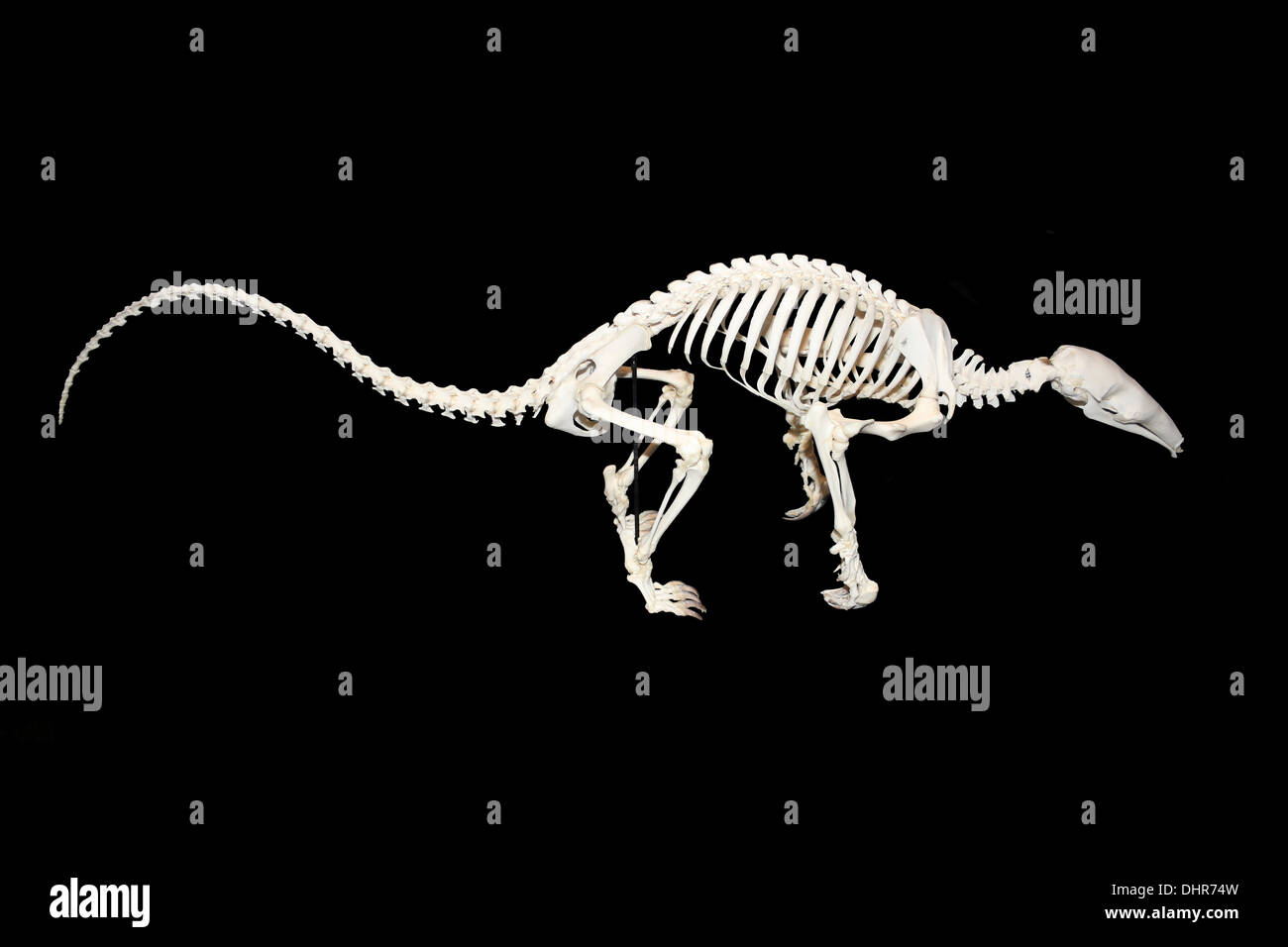 Lo scheletro di un gigante Anteater Myrmecophaga tridactyla Foto Stock