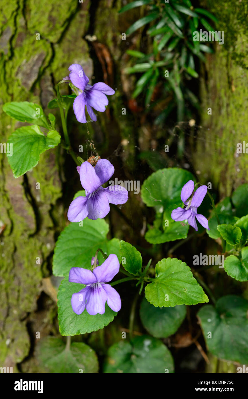 Cane comune-violetto (viola riviniana), gruppo di fioritura Foto Stock