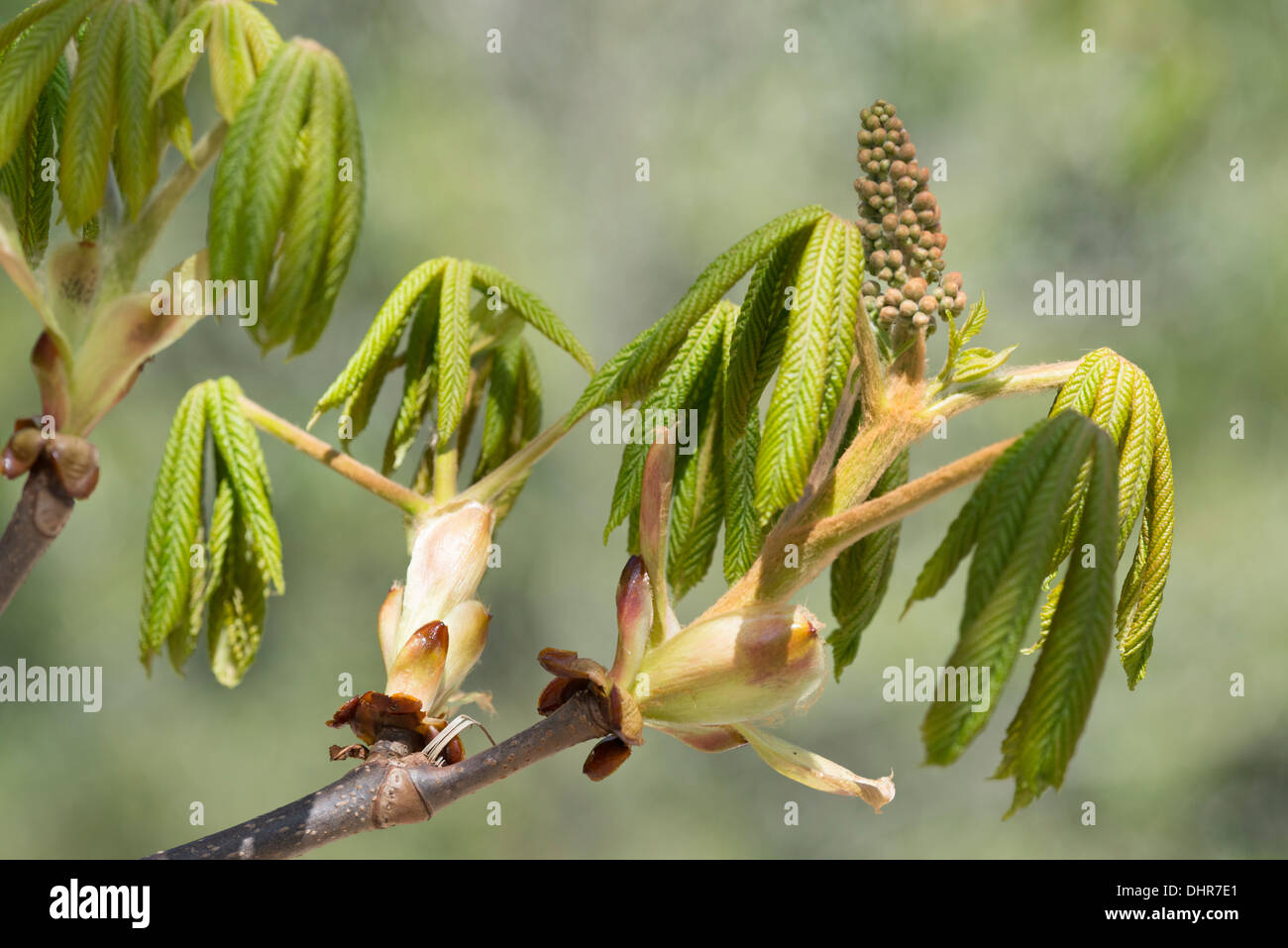 Ippocastano (Aesculus hippocastanum), nuove foglie e fiori Foto Stock