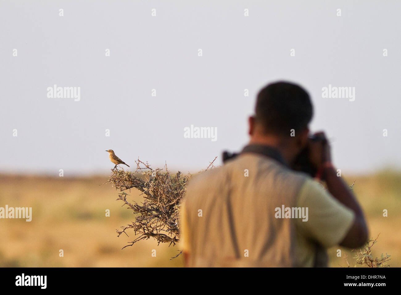 Fotografo a fotografare un uccello raro Foto Stock