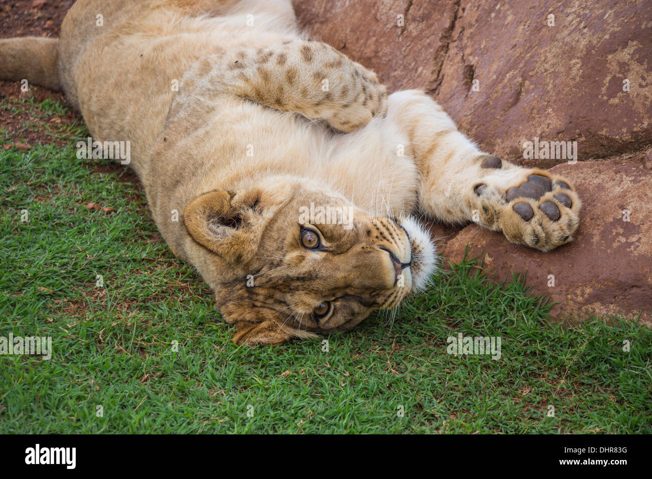Lion Cub Risveglio dopo il periodo di riposo Foto Stock