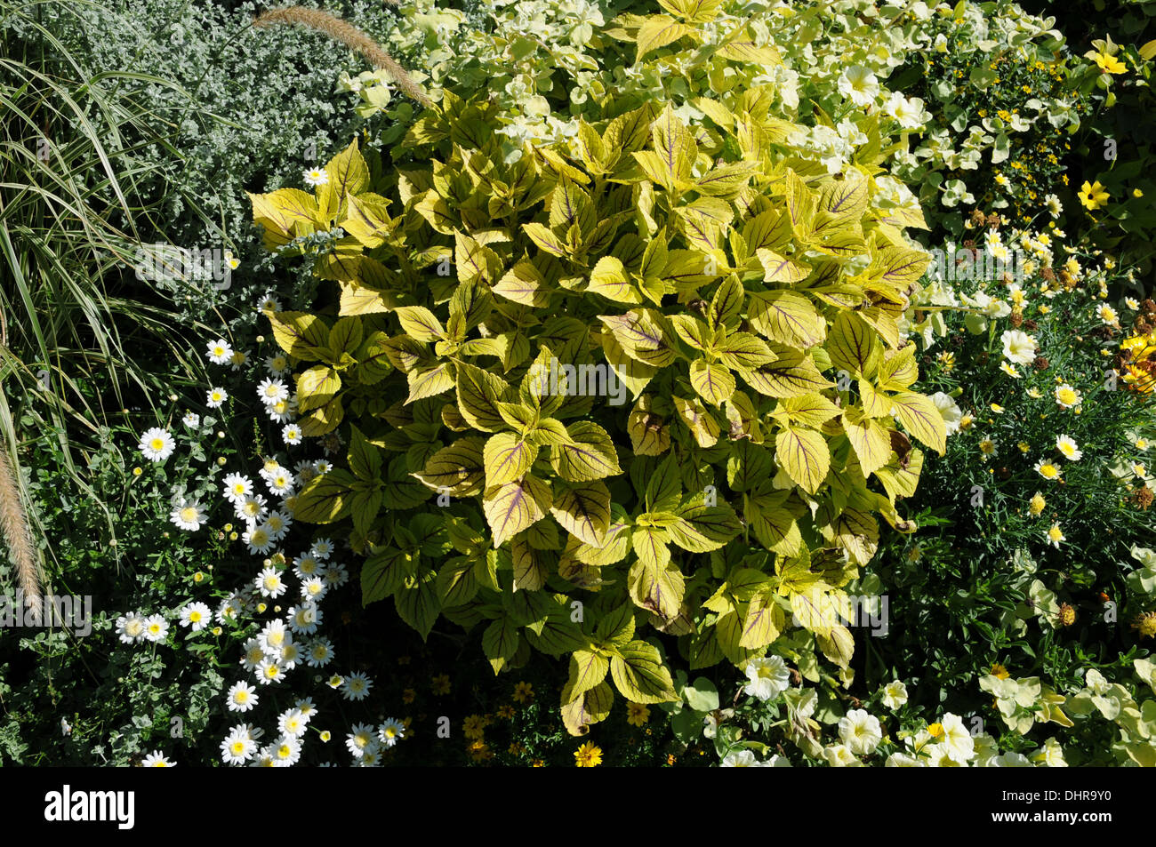 Coleus verniciato Foto Stock