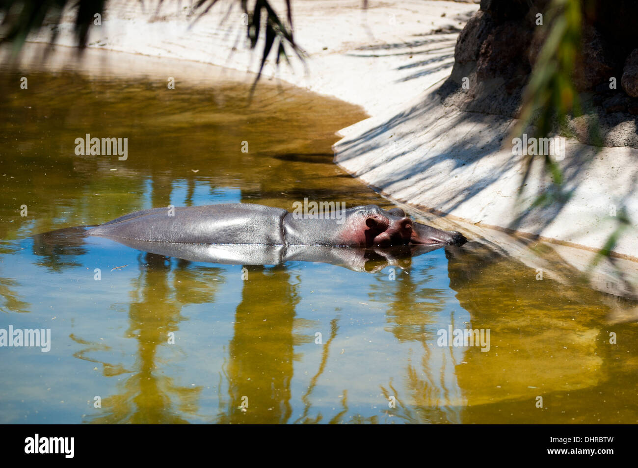 Hippo semi sommerso in acqua Foto Stock