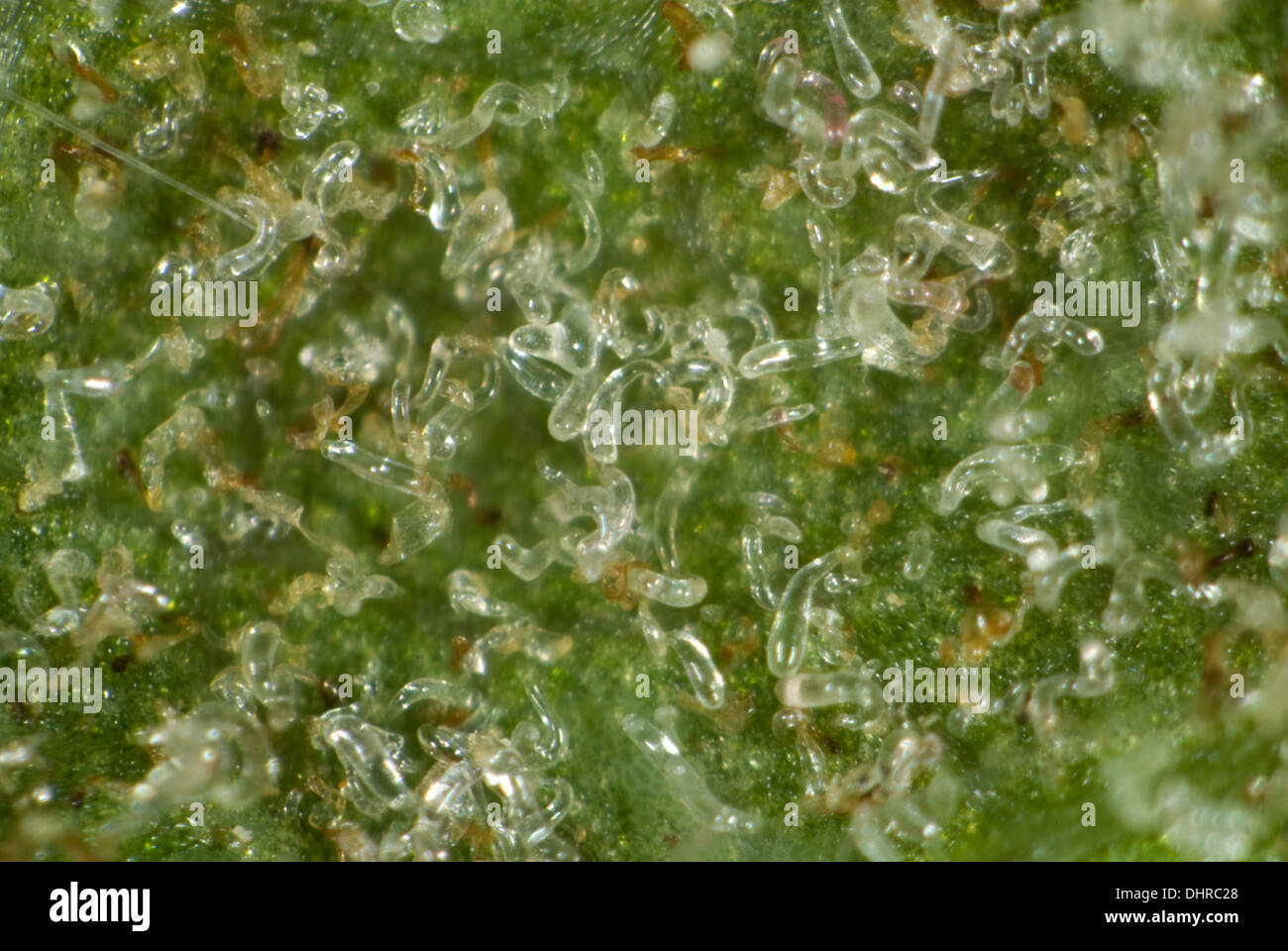 Colonia di fiele acari, Aceria pseudoplatani, sul lato inferiore di una foglia di platano Foto Stock