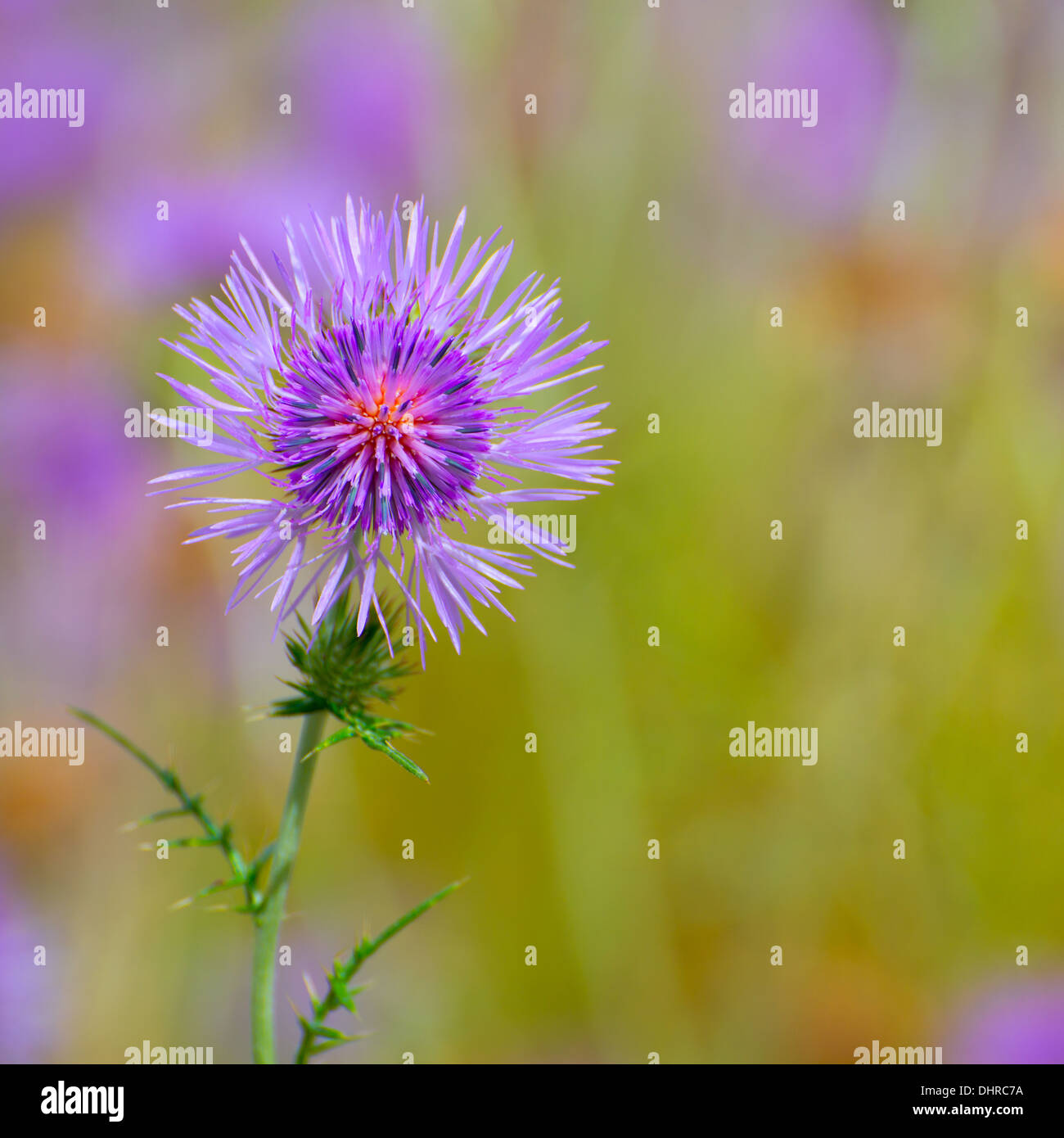 Molla di Menorca thistle fiori viola in isole baleari Foto Stock