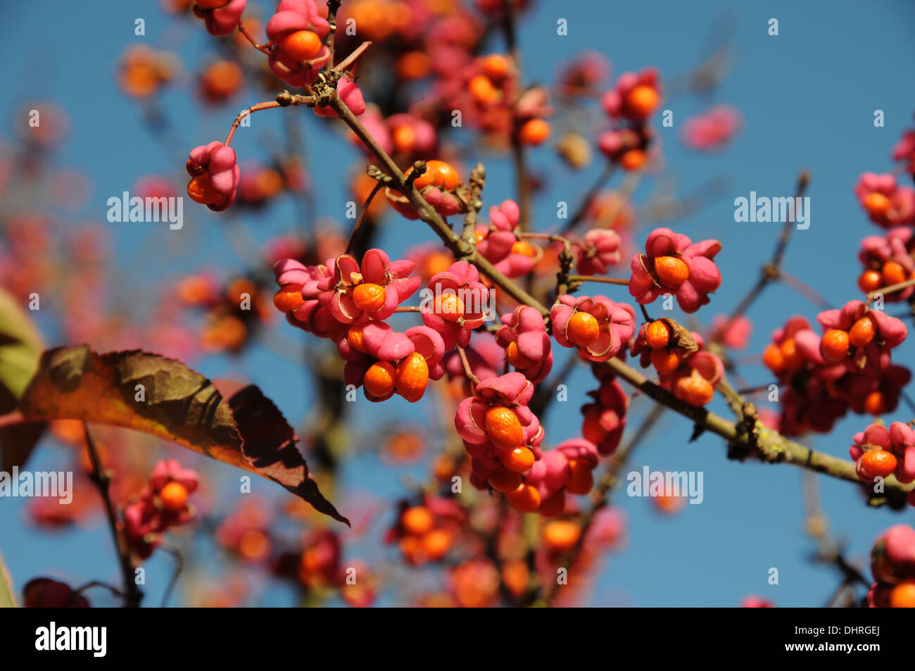 Mandrino europea Foto Stock