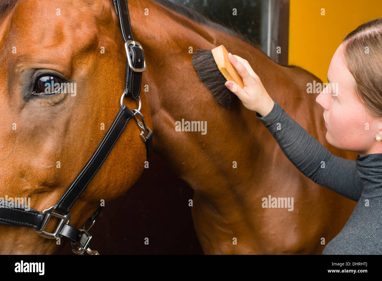 Donna toelettatura del cavallo in stallo, formato con orizzonte di riferimento Foto Stock