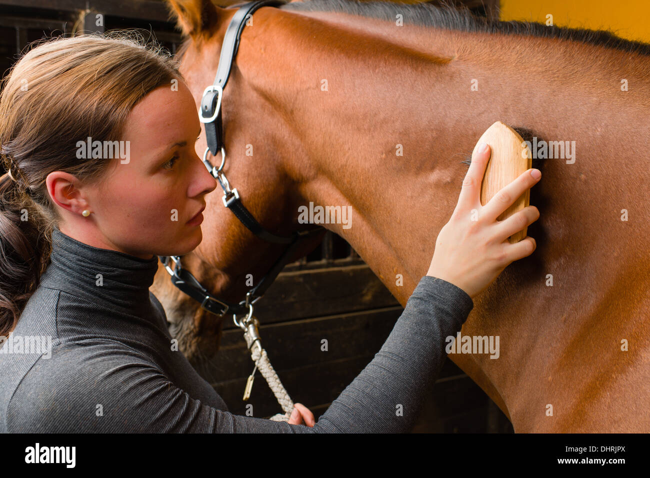 Donna toelettatura del cavallo in stallo, formato con orizzonte di riferimento Foto Stock