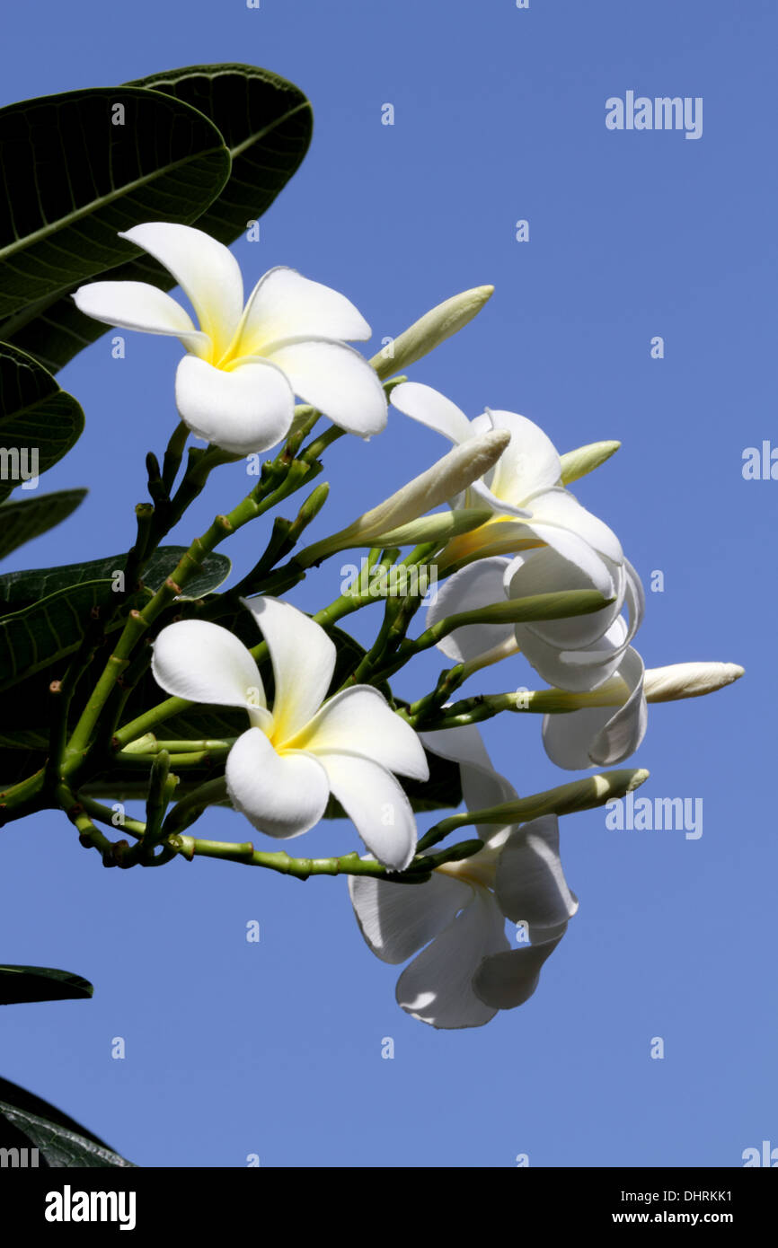 Bianco fiori di frangipani contro un cielo blu nel Regno del Bahrein Foto Stock