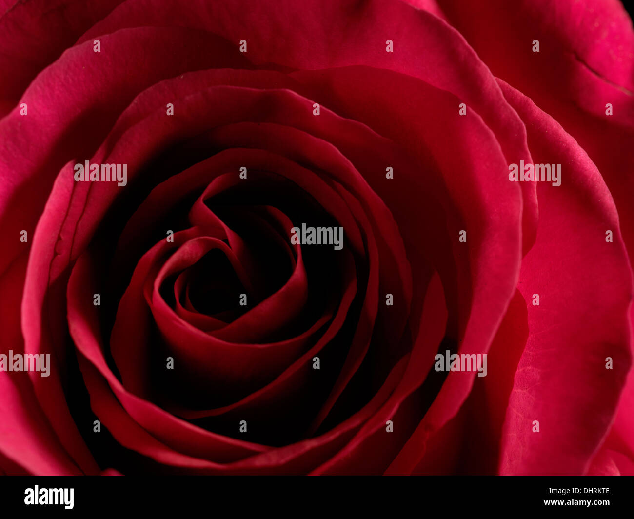 Macro di un velluto rosso come rose Foto Stock