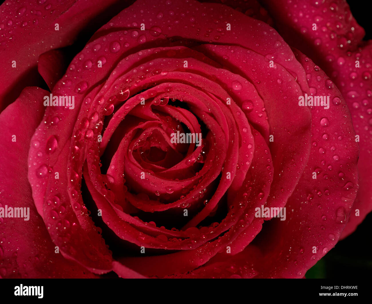 Close up macro fotografia di una rosa rossa coperto di rugiada Foto Stock