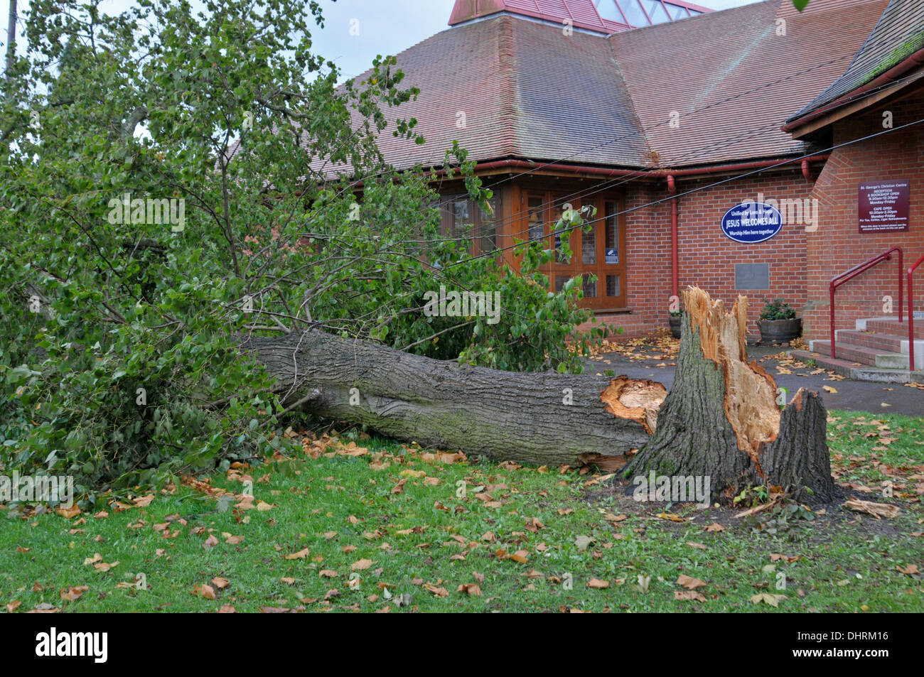 Albero soffiato in tempesta, novembre 2013. Ashtead, Surrey Foto Stock