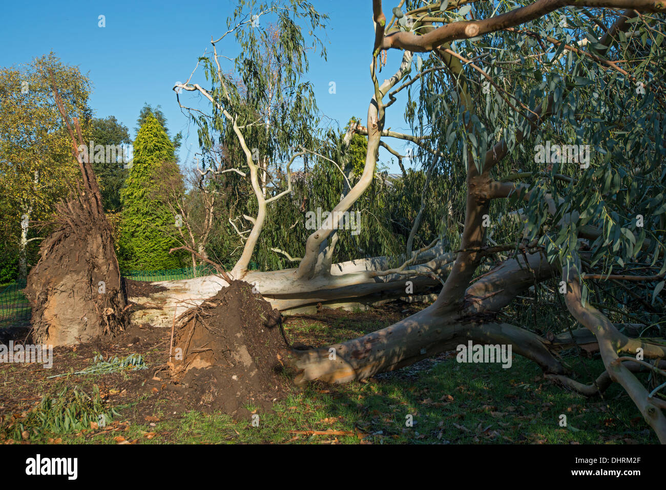 Alberi di eucalipto bruciato oltre a Kew Gardens durante la tempesta nel novembre 2013 (Eucalyptus viminalis) Foto Stock