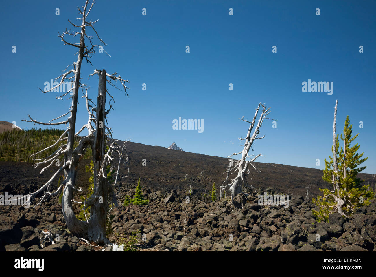 OREGON - flusso di lava a McKenzie passare da Pacific Crest National Sentiero panoramico del Monte Washington Wilderness area. Foto Stock