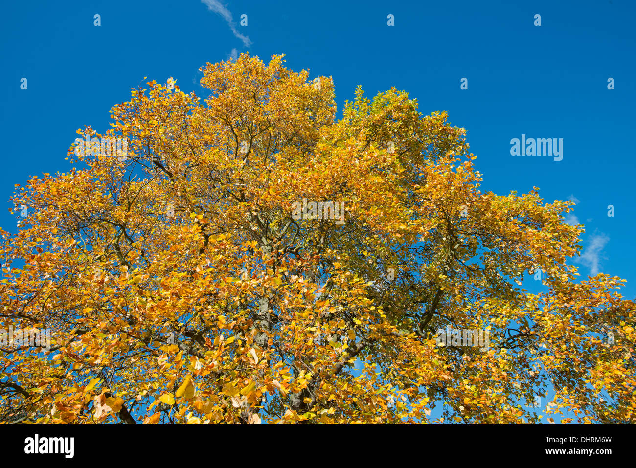 Tulip Tree: liriodendron tulipifera, le foglie in autunno contro il blu intenso del cielo. Foto Stock