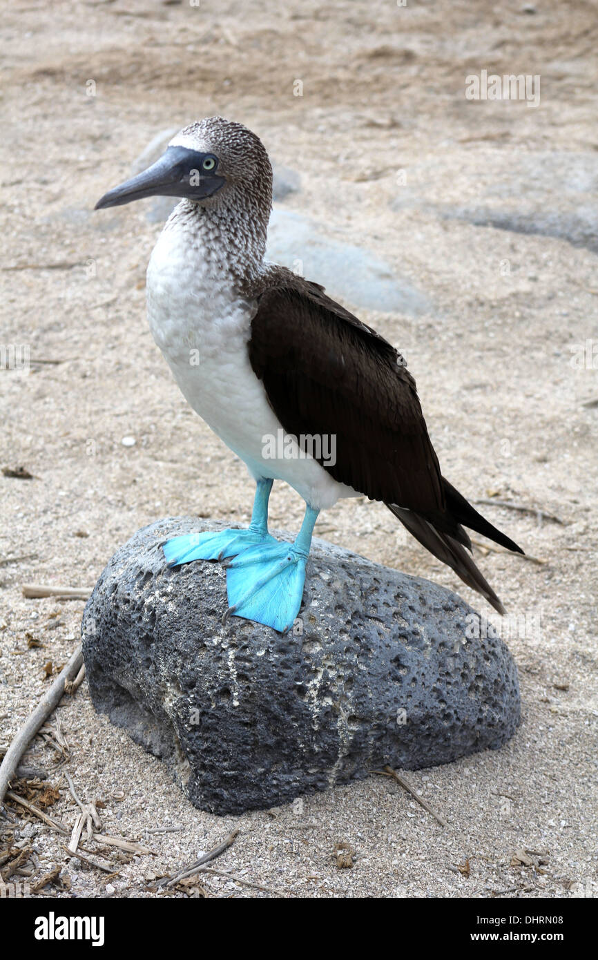 Blue Footed Booby (Sula nebouxii) delle isole Galapagos Foto Stock