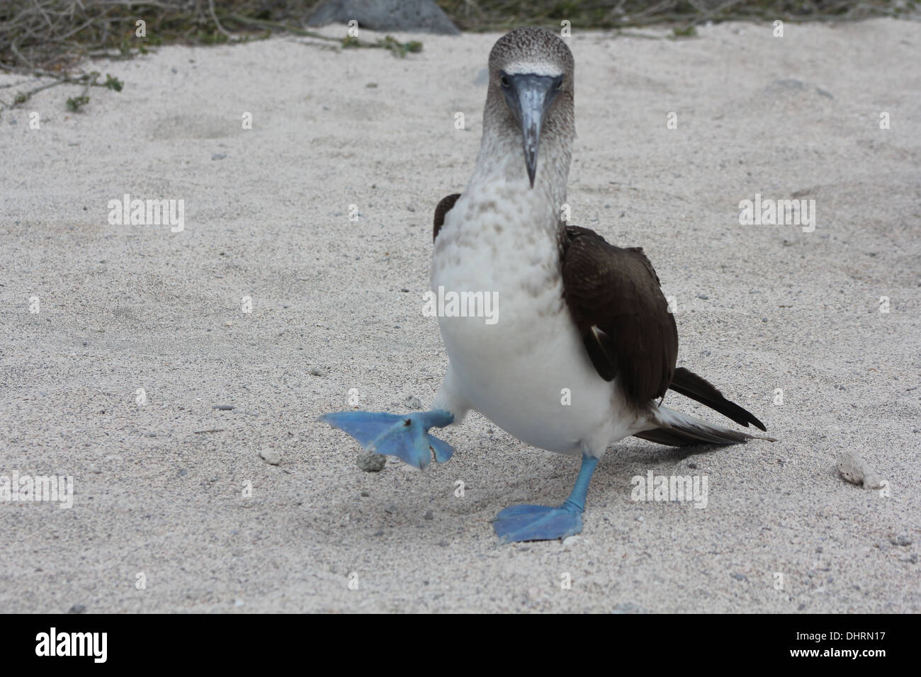 Blue Footed Booby (Sula nebouxii) passeggiate nelle isole Galapagos Foto Stock