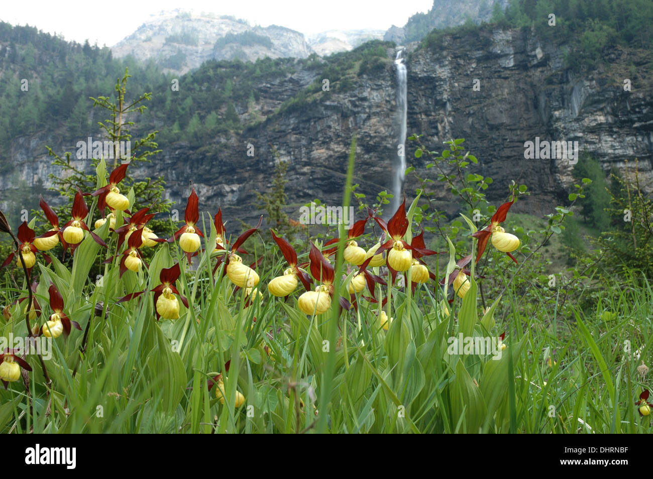 Giallo Orchic Lady Pantofole.Cypripedium calceolus, Kandersteg, alpi Bernesi, Svizzera Foto Stock