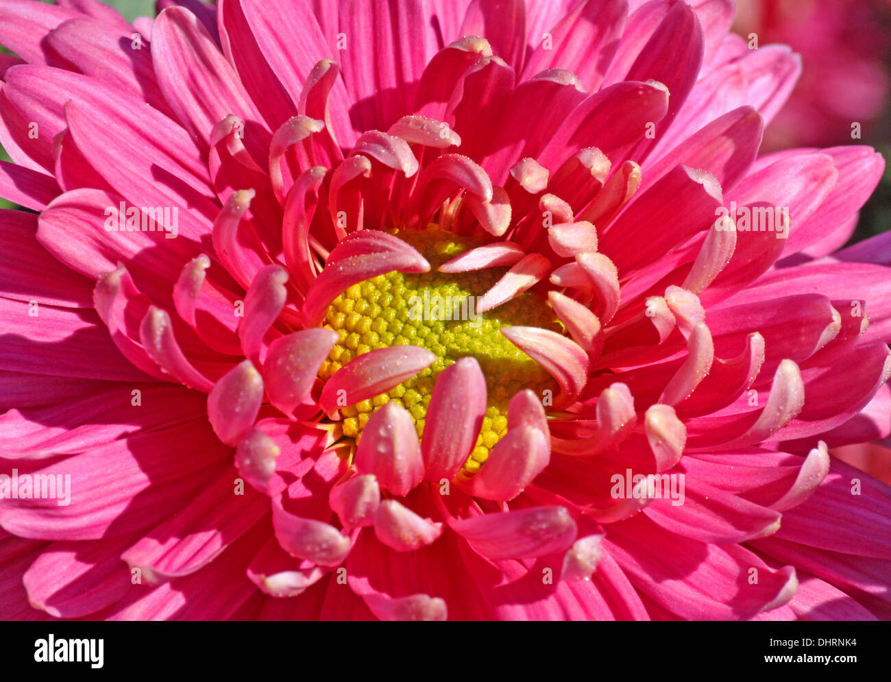 Chiusura del crisantemo rosa Foto Stock