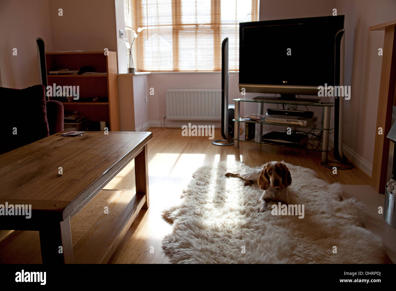 Cocker Spaniel sul tappeto in camera soleggiato Foto Stock