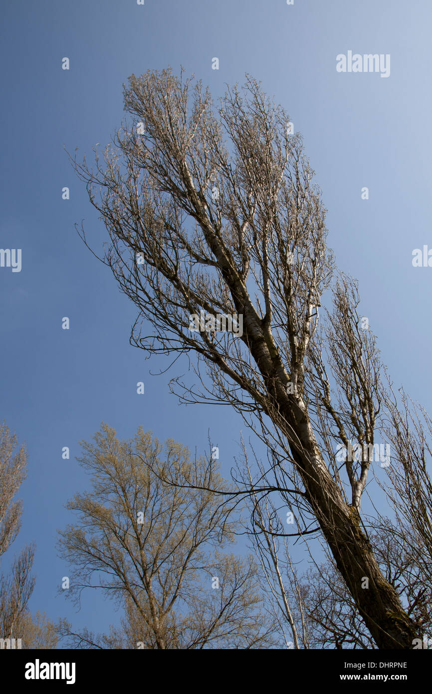 Skyward vista di rami di alberi contro un nuvoloso cielo blu Foto Stock