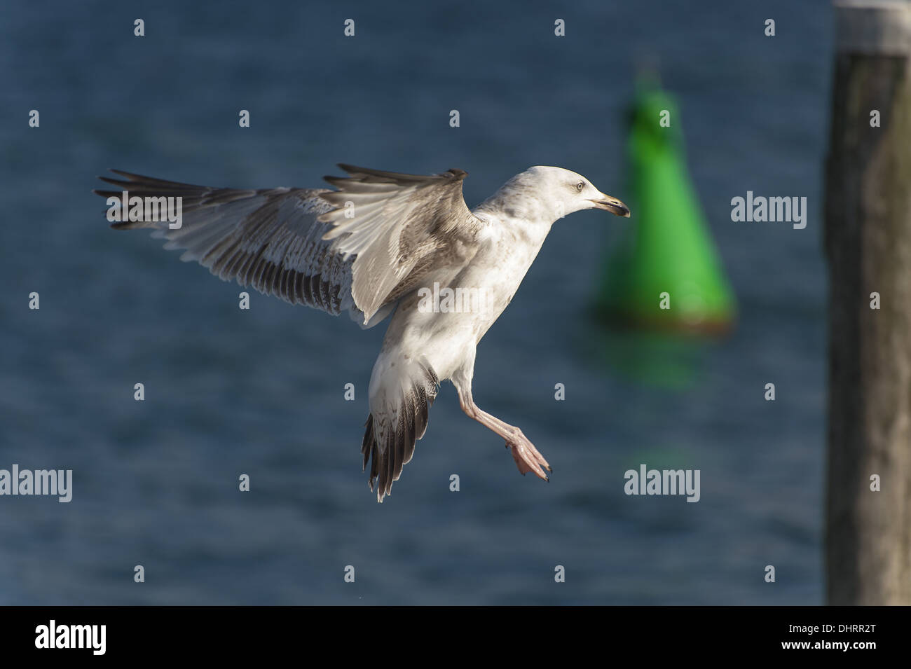 Giovani aringhe gull volando verso un post Foto Stock