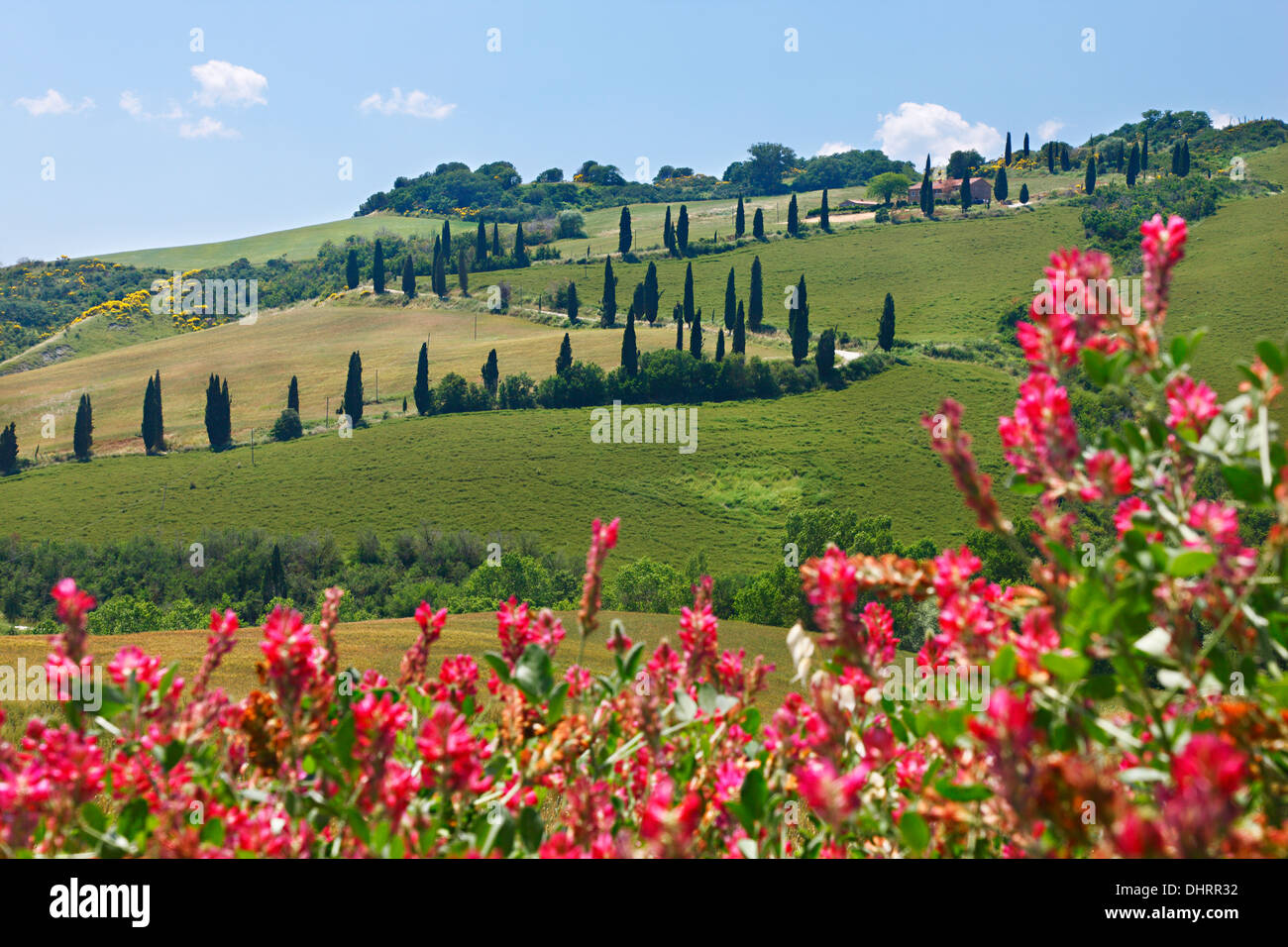 Una tortuosa strada andando in mezzo alle colline verdi con fiori nella parte anteriore, in Toscana, in provincia di Siena, Italia, Europa. Foto Stock