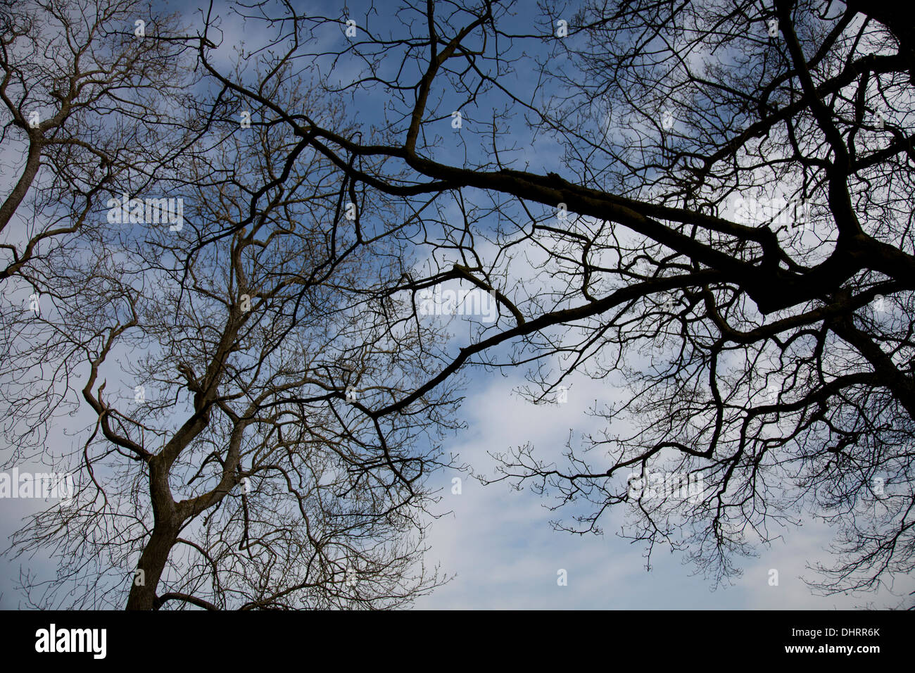 Skyward vista di rami di alberi come dita contro un nuvoloso cielo blu Foto Stock