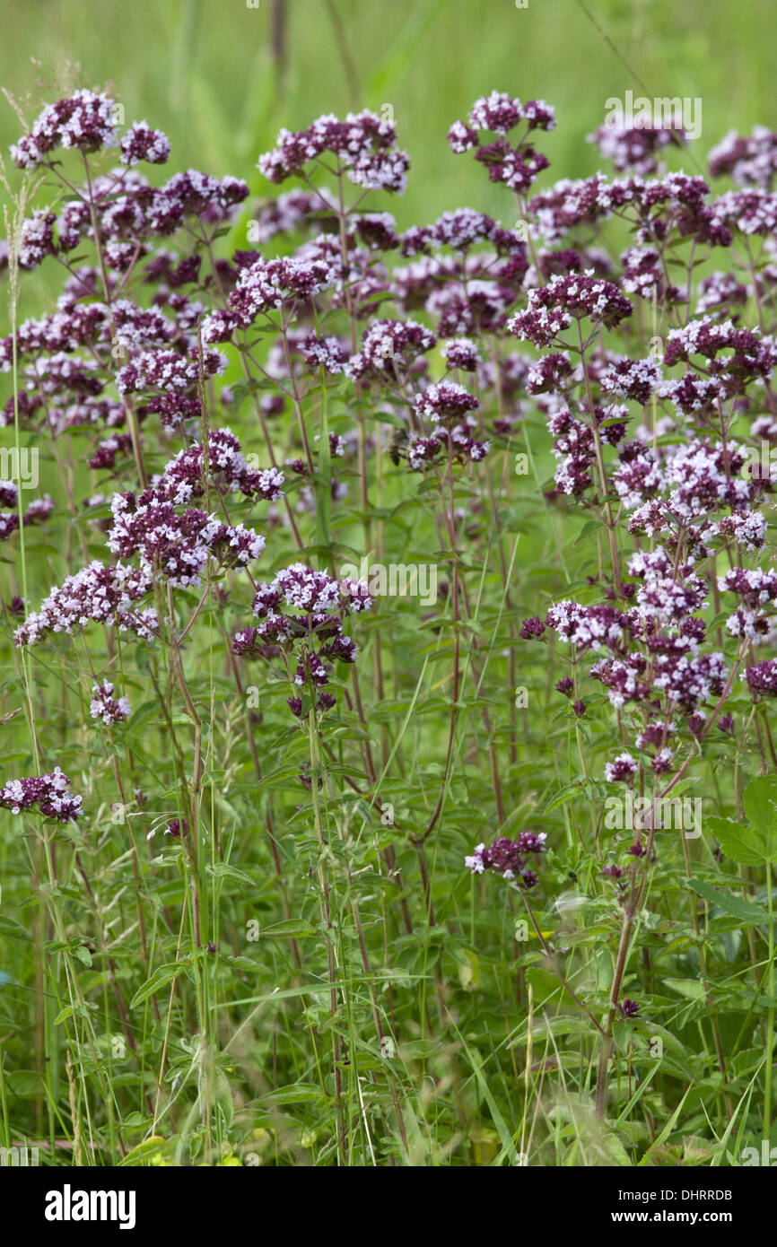 Wild Majoram, Origanum vulgare Foto Stock