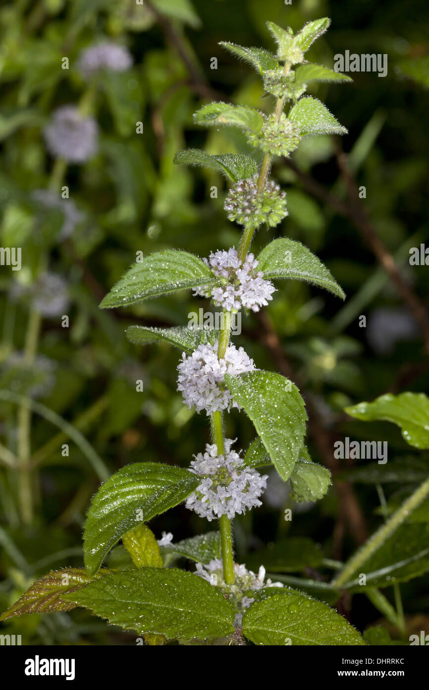 Mentha arvense, campo menta Foto Stock
