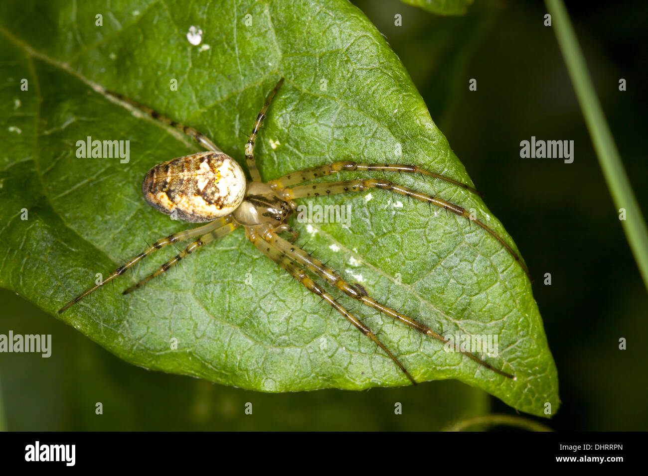 Giardino minore spider, Metellina segmentata Foto Stock