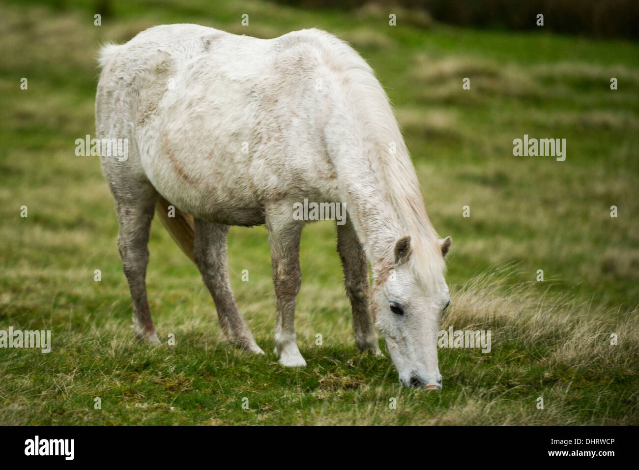 Un selvaggio Welsh pony di montagna vicino alla Montagna Nera del Parco Nazionale di Brecon Beacons, Wales, Regno Unito Foto Stock