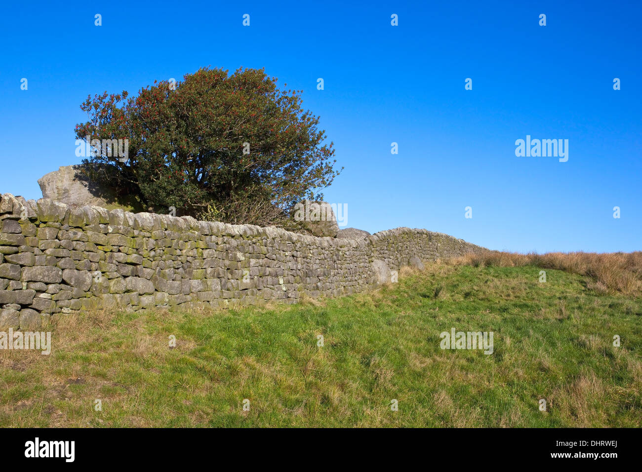 Paesaggio inglese con una bacca laden Holly Tree e muri in pietra a secco da un prato erboso nel Yorkshire Dales in novembre Foto Stock