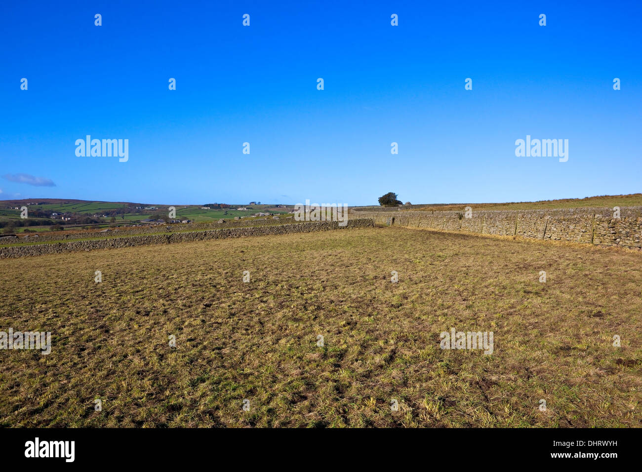 Muri in pietra a secco e i campi di patchwork dell'ondulato paesaggio dello Yorkshire Dales in autunno Foto Stock