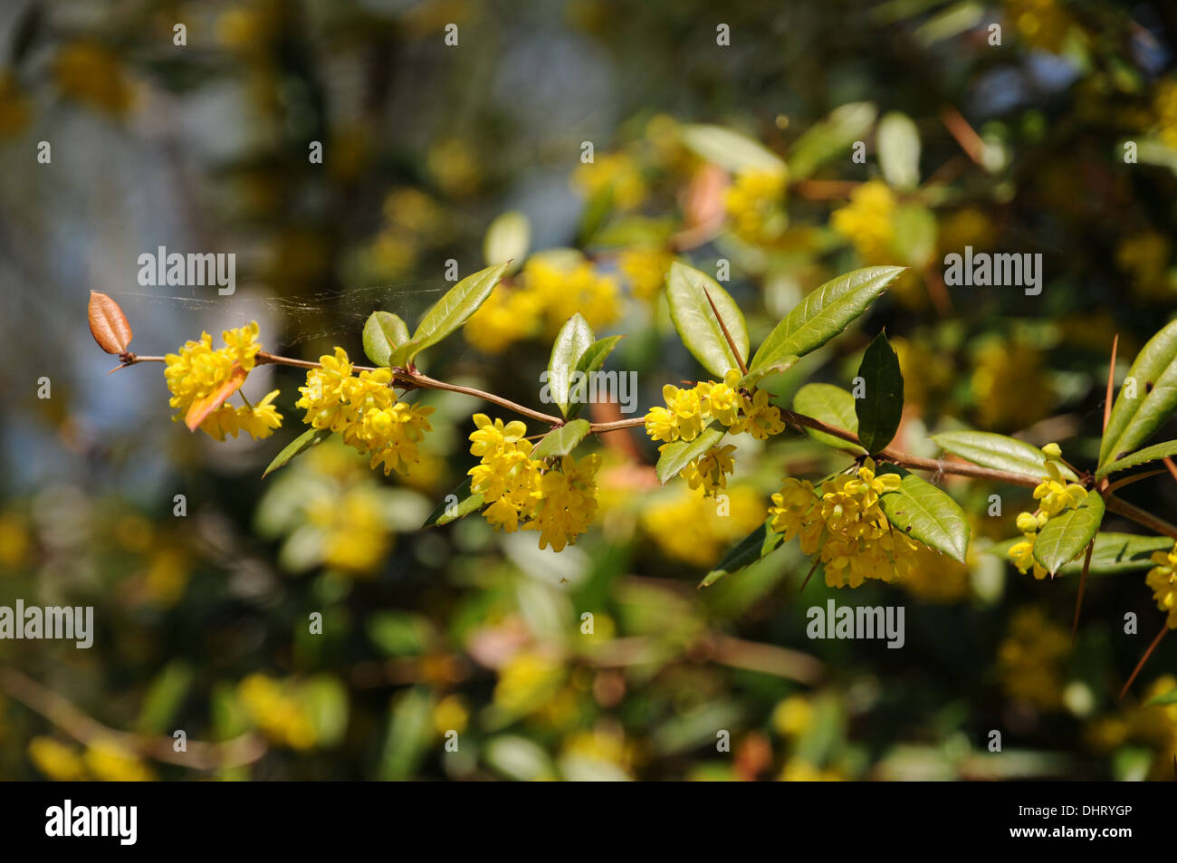 Crespino Foto Stock