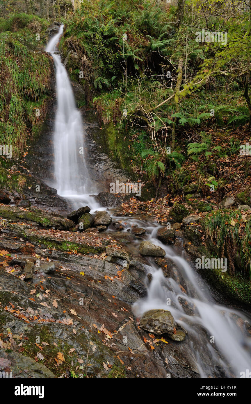 Holme vigore cascata in legno Holme, vicino Loweswater, Lake District inglese Foto Stock