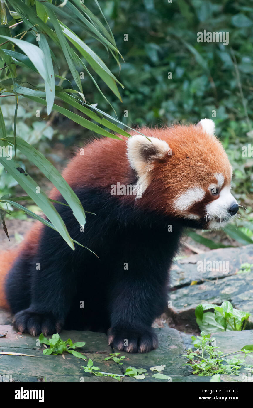 Panda rosso presso il panda gigante allevamento e della ricerca di base, Chengdu Sichuan, Cina Foto Stock