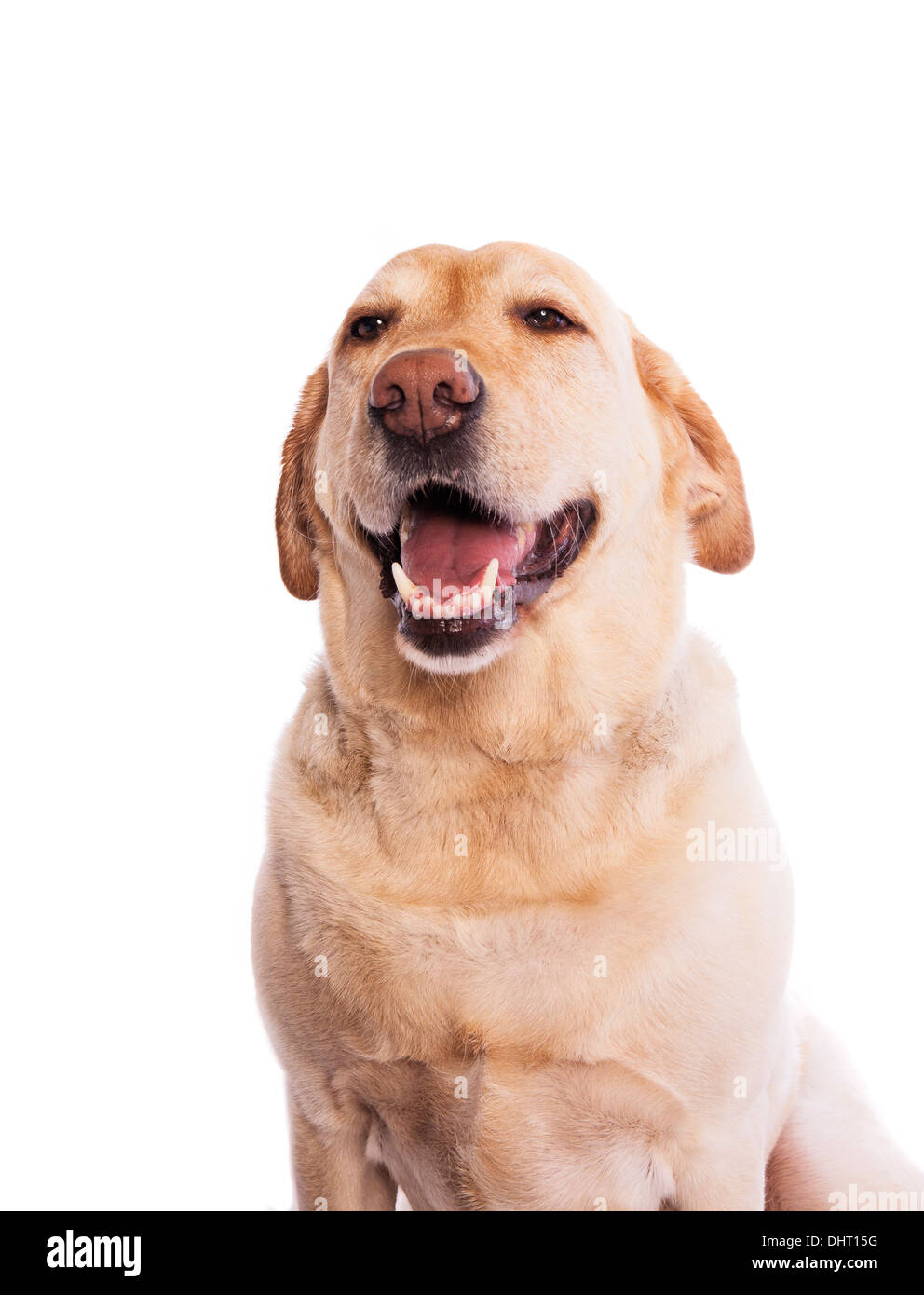 Giallo Labrador Retriever colpo alla testa gli occhi chiusi sorridente isolato su bianco Foto Stock