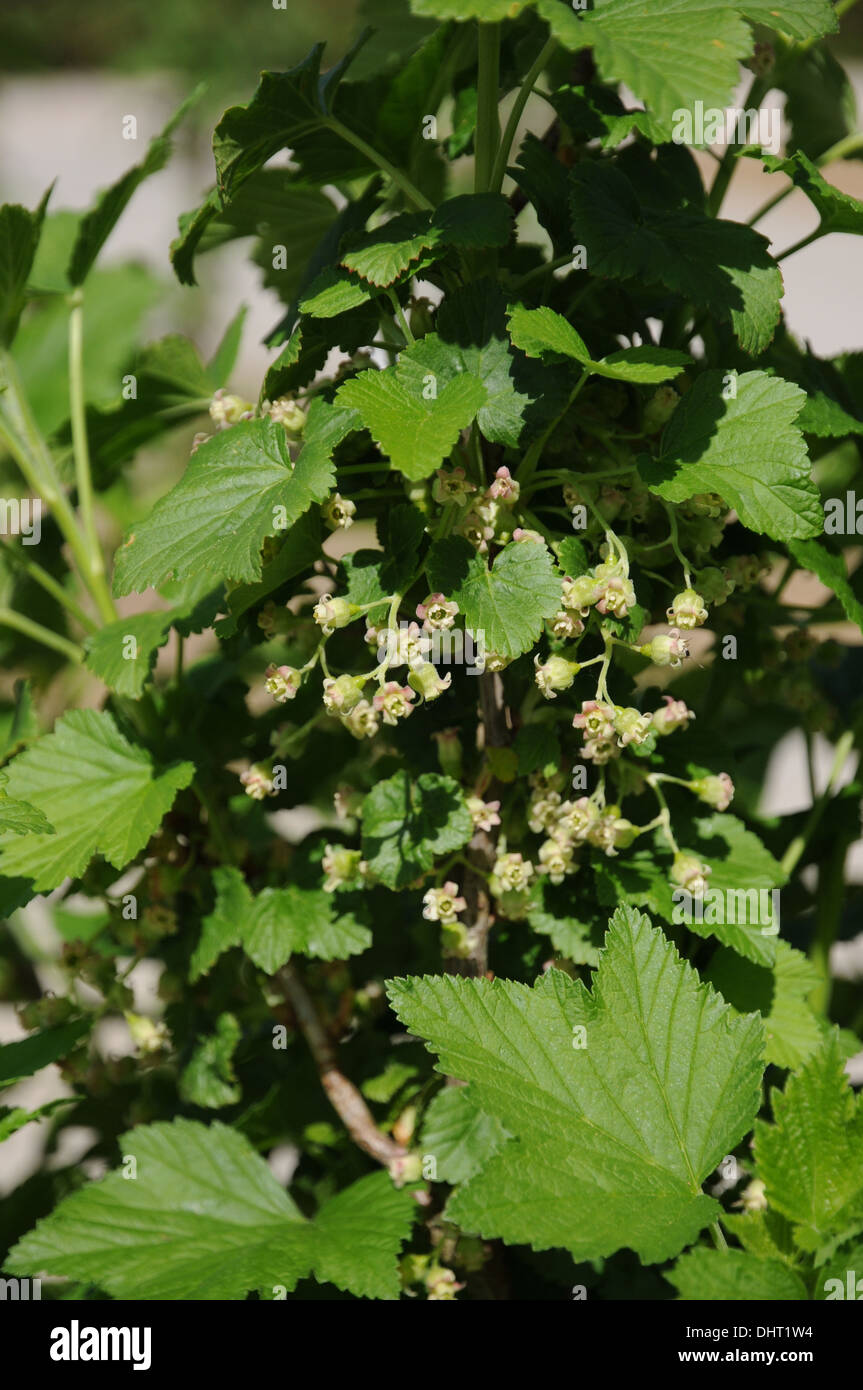 Ribes nero Foto Stock