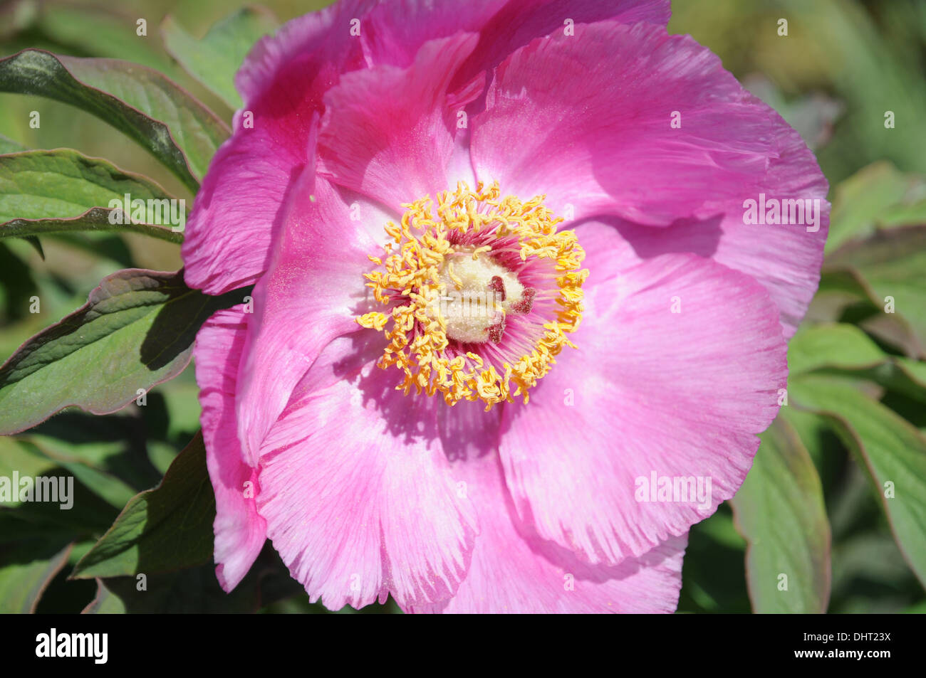 Peonia Foto Stock