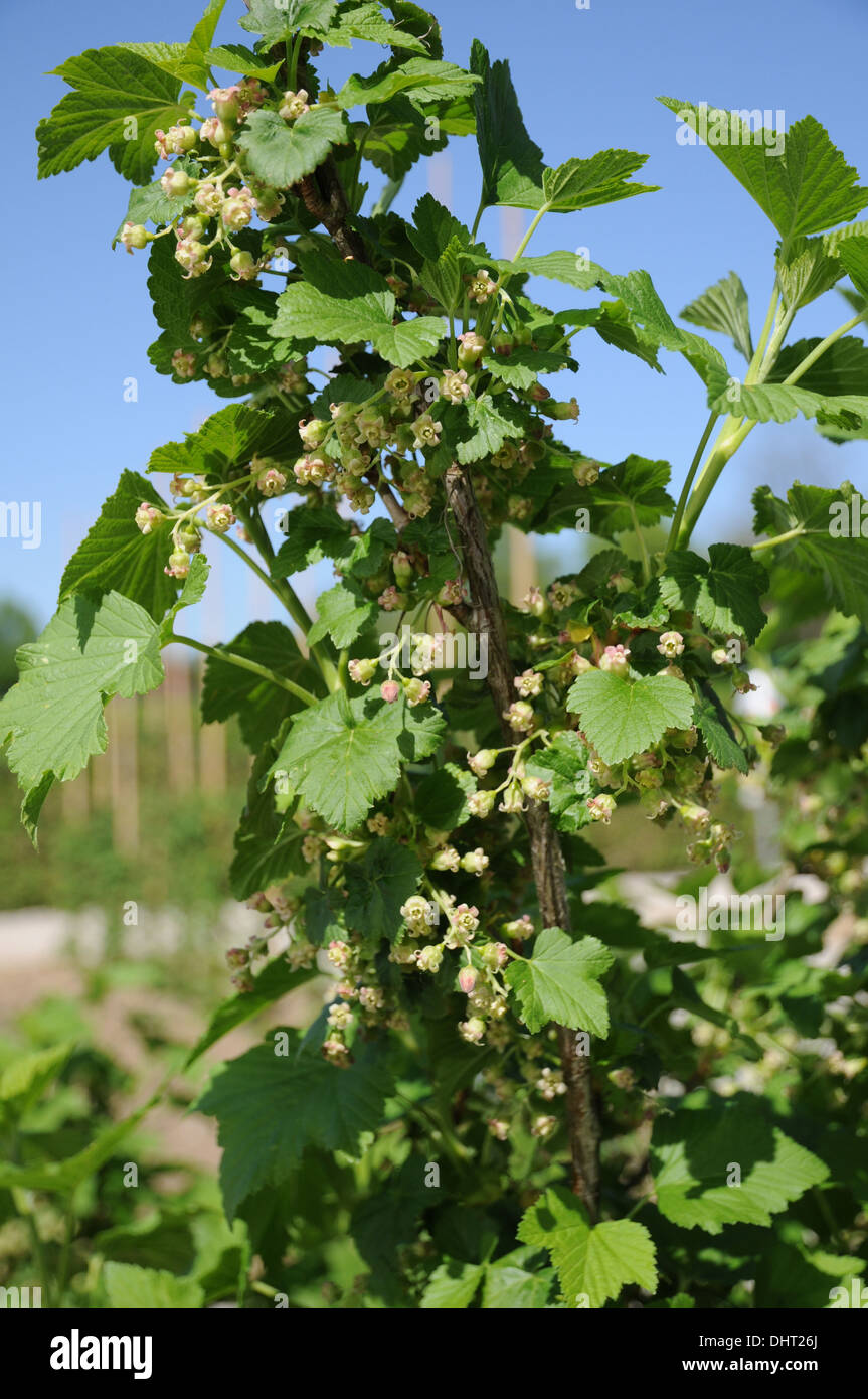 Ribes blossoms Foto Stock
