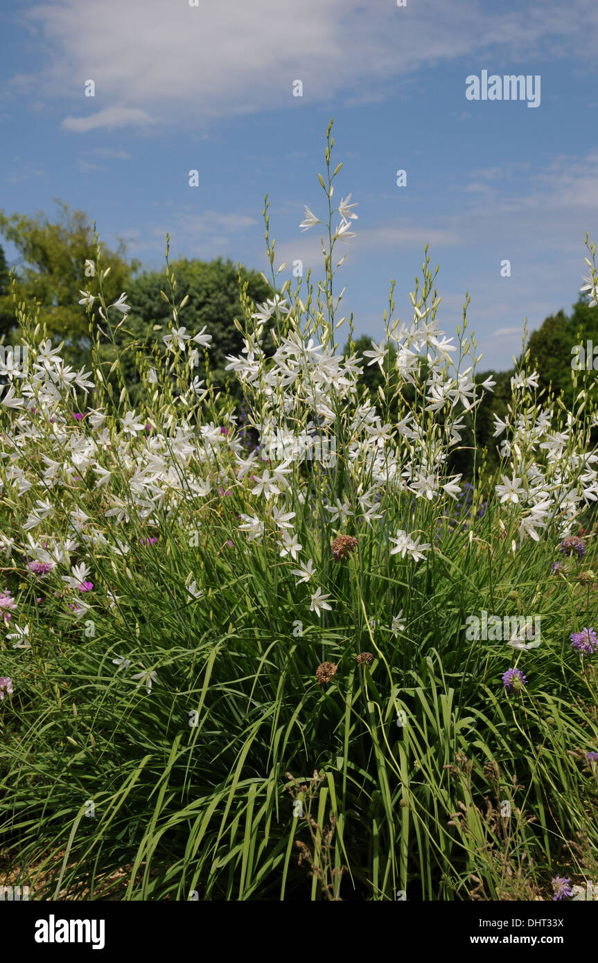 San Bernhards lily Foto Stock