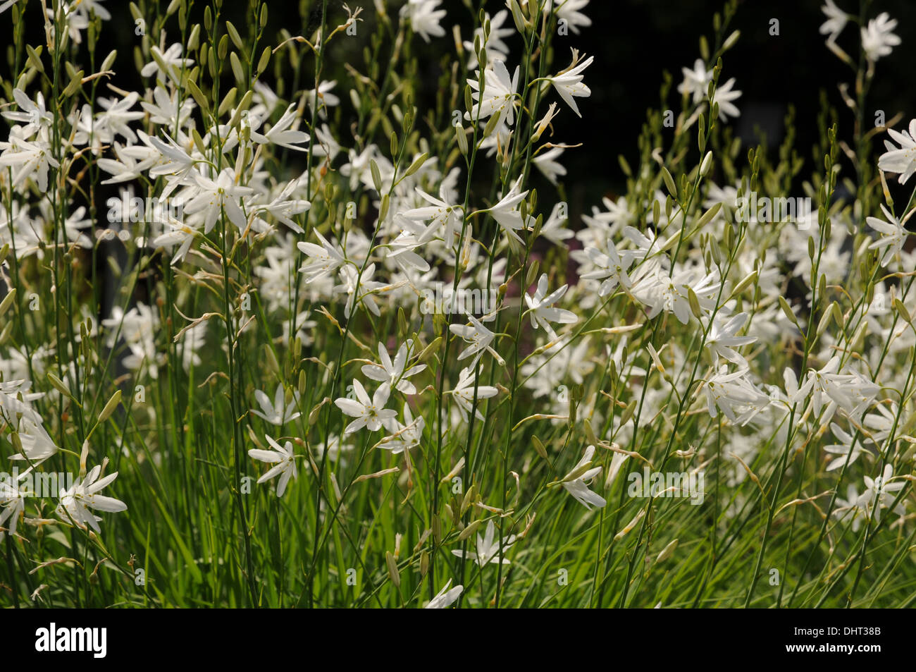 San Bernhards lily Foto Stock