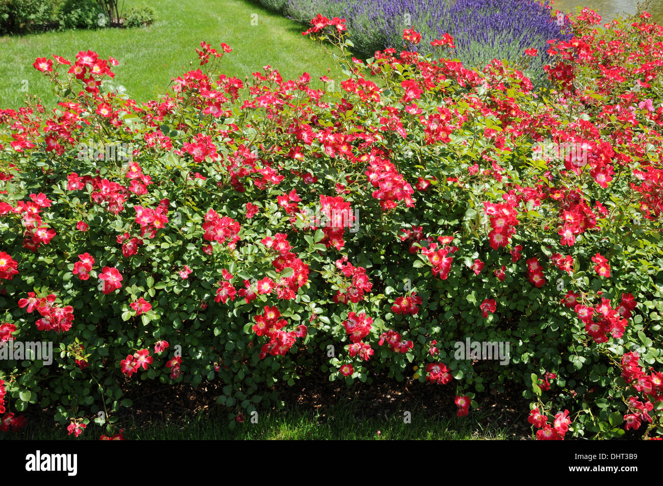 La copertura del terreno le rose Foto Stock