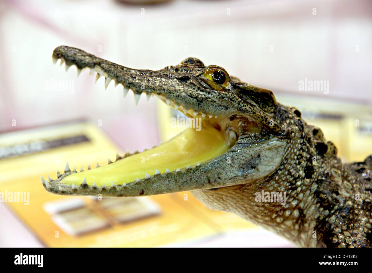 Il modello piccolo coccodrillo ed a bocca aperta. Foto Stock