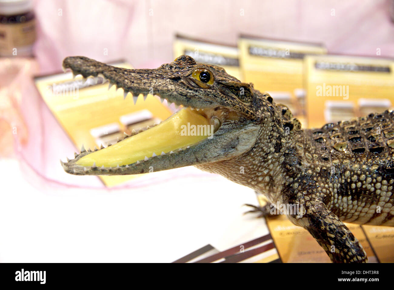 Il modello piccolo coccodrillo ed a bocca aperta. Foto Stock