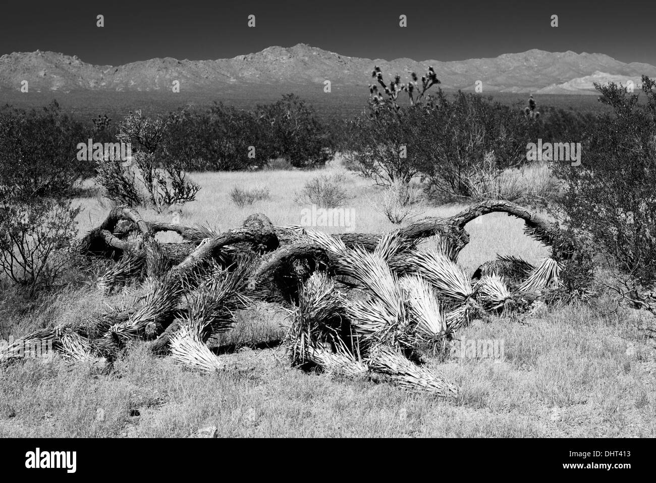 Caduto Joshua Tree (Yucca brevifolia) in bianco e nero Foto Stock