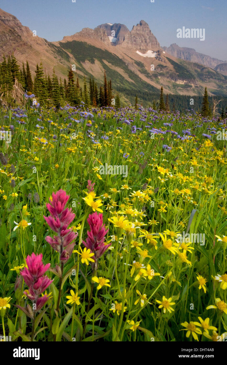 Prati fioriti in granito Park sotto il muro del giardino nel Parco Nazionale di Glacier, Montana. Foto Stock
