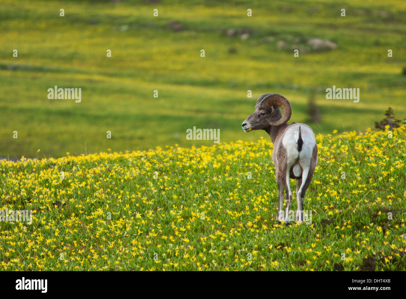 Bighorn mangiare fiori a Logan pass nel Parco Nazionale di Glacier, Montana. Foto Stock