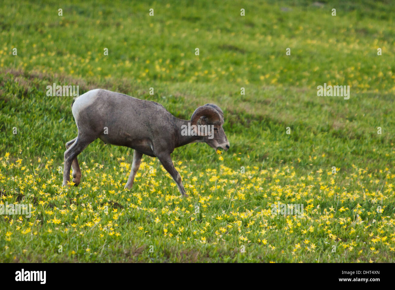 Bighorn mangiare fiori a Logan pass nel Parco Nazionale di Glacier, Montana. Foto Stock